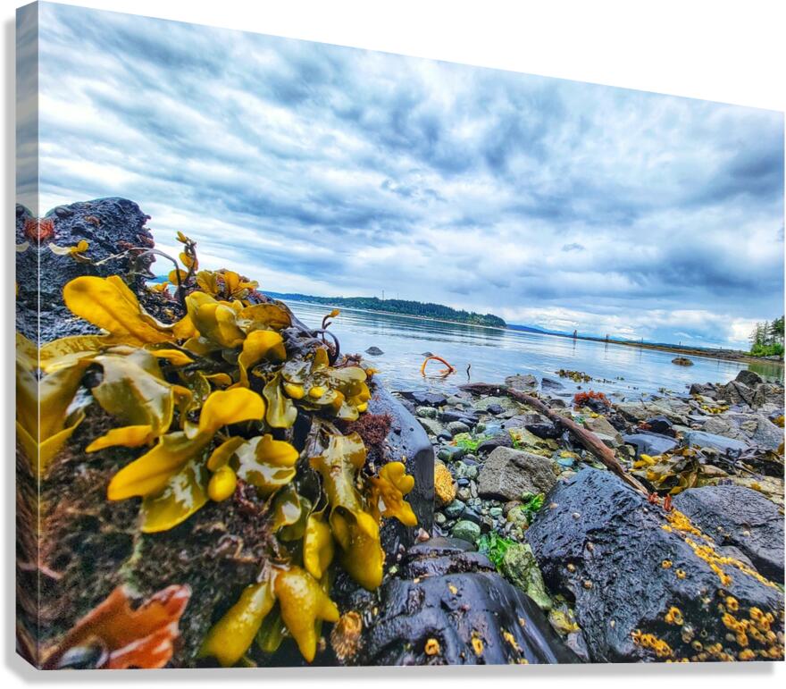 Kelp seaside in Alert Bay Canvas Print
