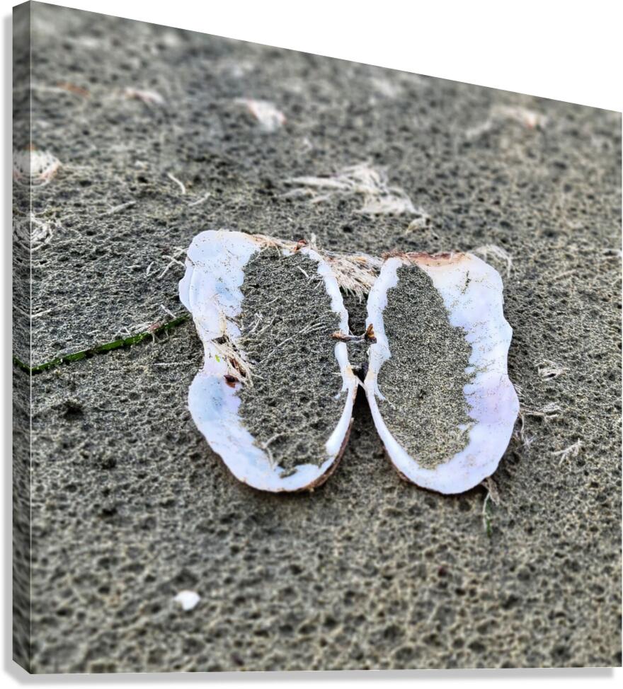 Seashell Angel Wings Tofino Canvas Print