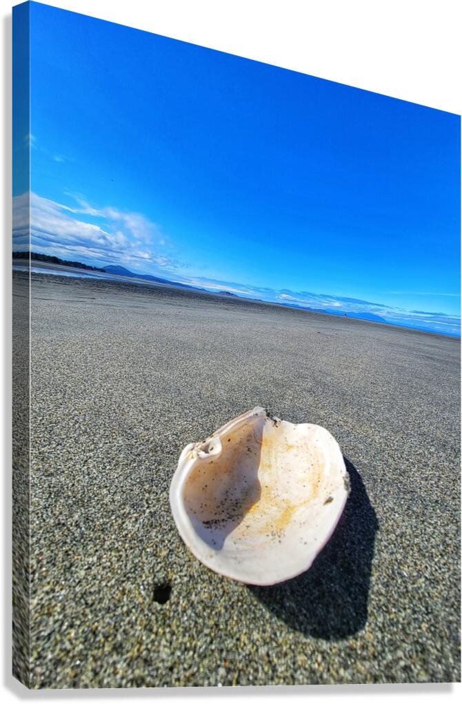 Seashell Canvas Print