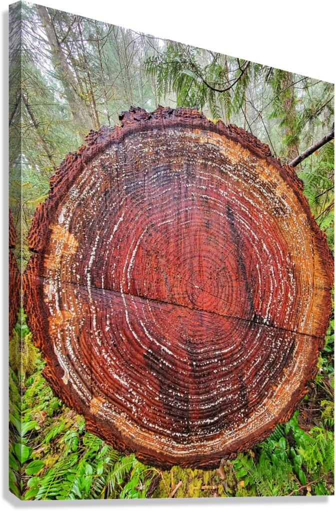 Tree Rings Canvas Print