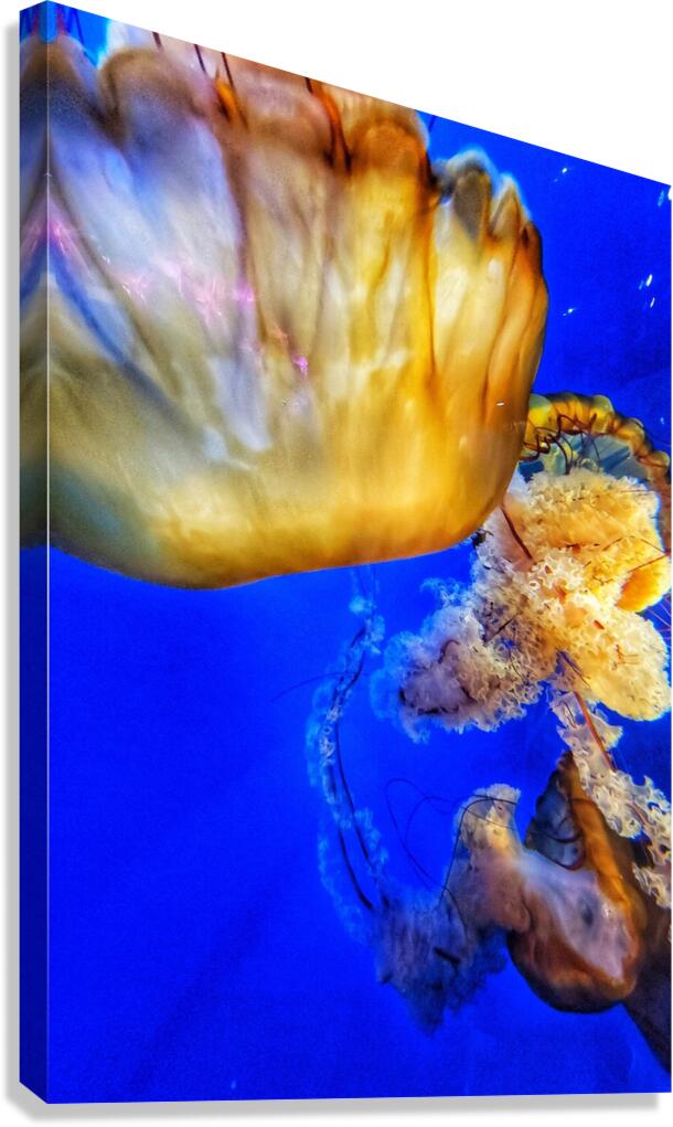 Underwater Jellyfish Canvas Print