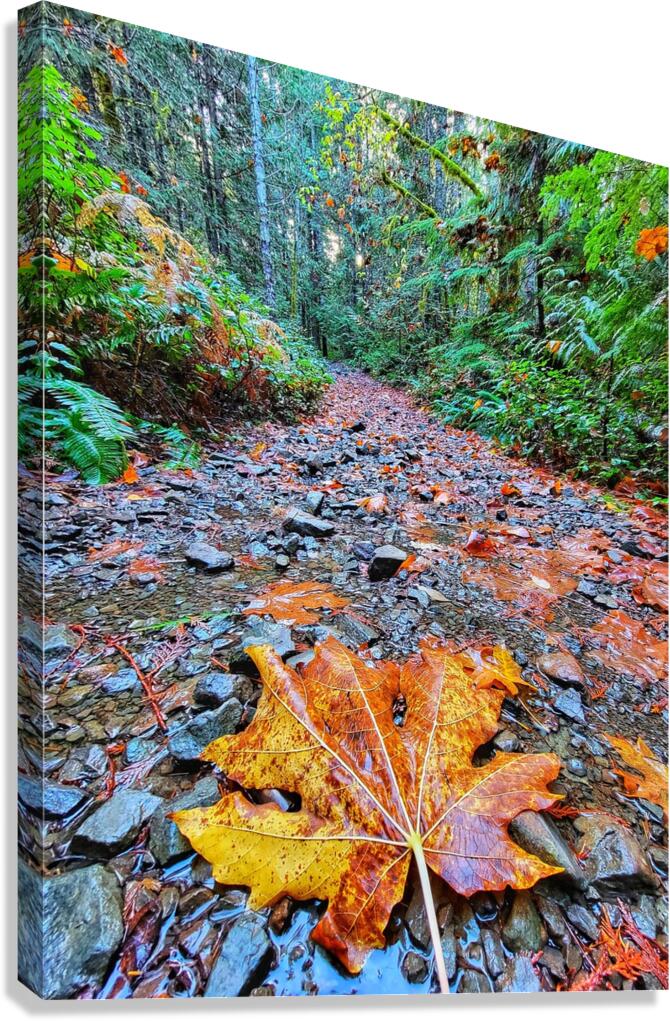 Vibrant Fall Path Canvas Print