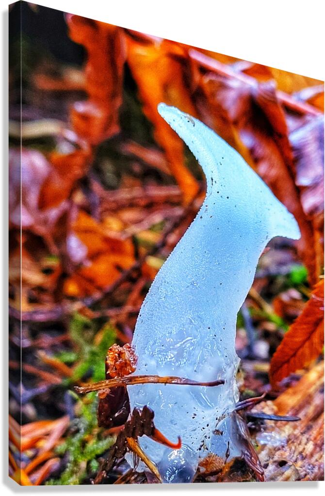Forest Mushrooms Canvas Print