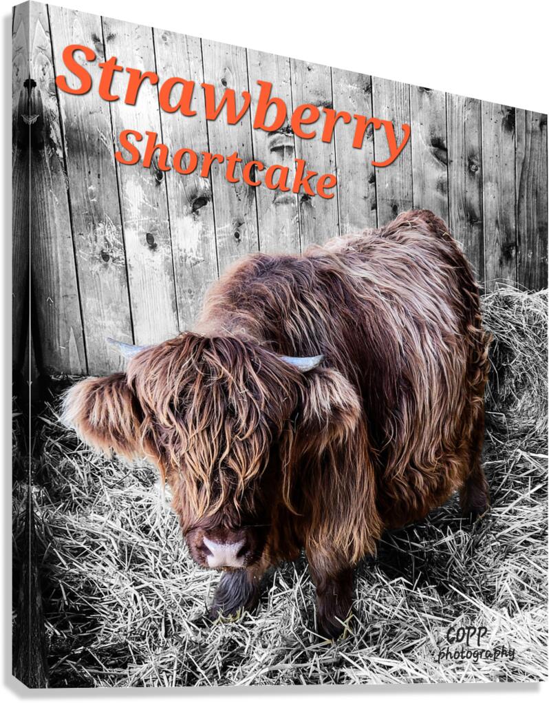 cow3 Canvas Print