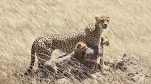 Mama Cheetah