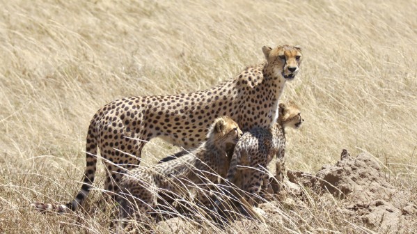 Mama Cheetah Print