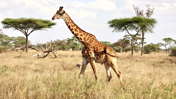 Giraffe Print