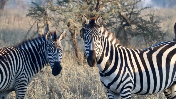 Zebras Print