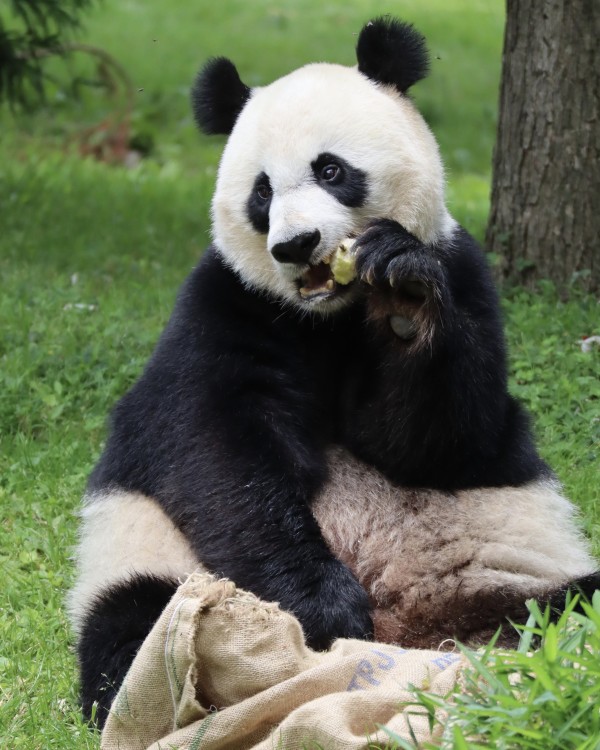 Panda Print