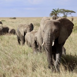 Follow the Leader