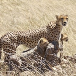 Mama Cheetah