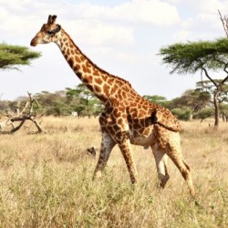 Giraffe