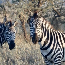 Zebras