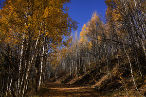 Aspen Trail