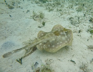 Bahamian Ray