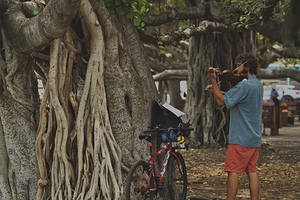 Under the Mangrove - Lahaina