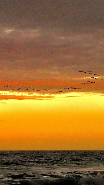 Pelican Sunset Print