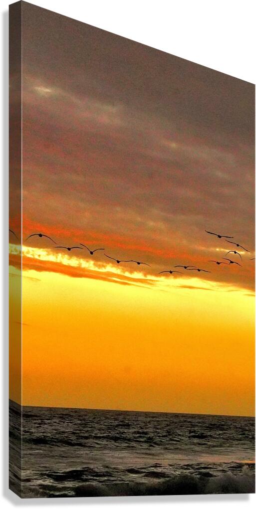 Pelican Sunset Canvas Print