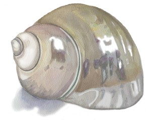 shell2