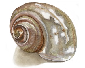shell3