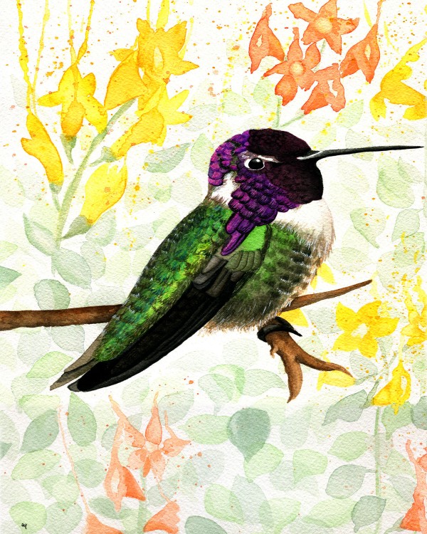 CostasHummingbird by Drip Drop Watercolors