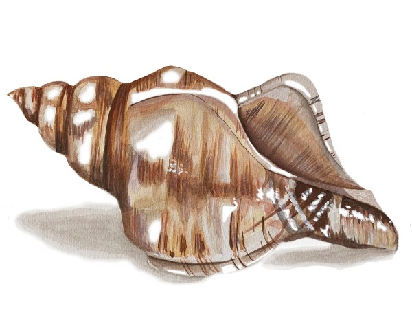 shell1 Print
