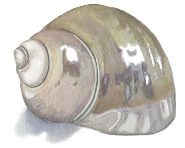 shell2 by Drip Drop Watercolors