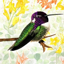CostasHummingbird