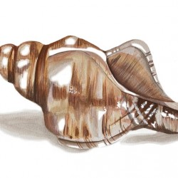 shell1