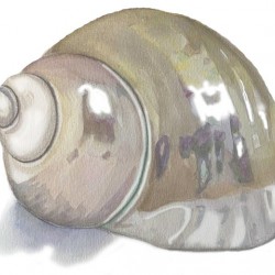 shell2