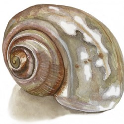 shell3