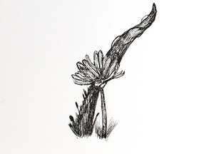 Night Flower