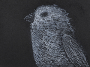 Song Bird