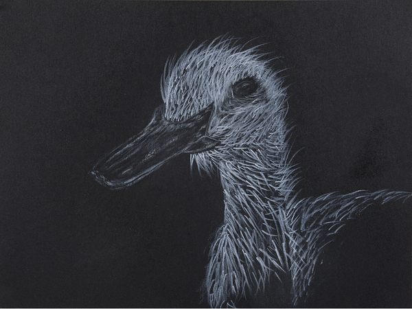 Duck by Jon David