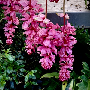Floral Cascade in Pink