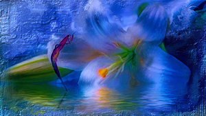 Harmony of Primal Nature