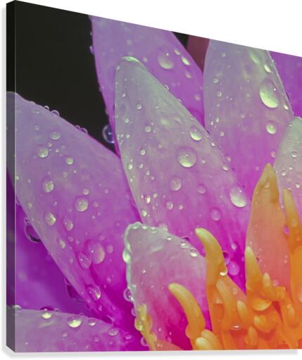 Water Lilly Canvas Print