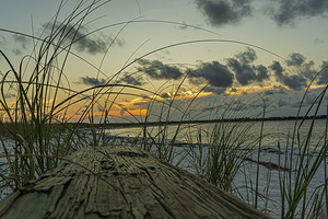 Dune Grass at Bay Sunset