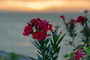 Hardy Red Oleander-2