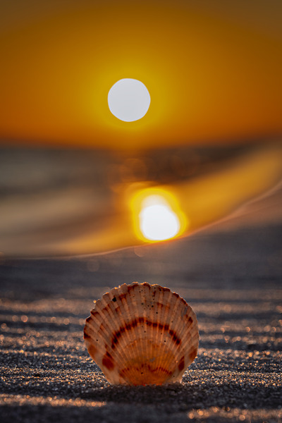 Shell and Sunset Glow by Gregory Allen