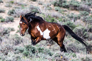 Wizard of Sand Wash Basin