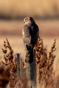 Female Northern Harrier