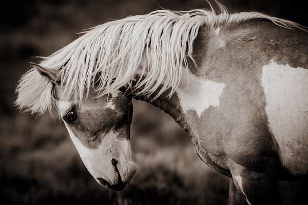 Meteor In Motion Print