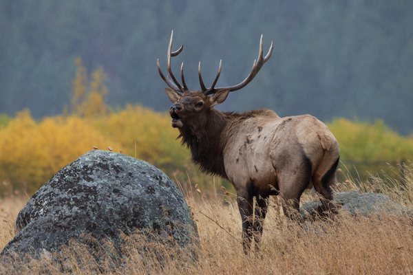 Rocky Mountain National Park Elk by Weekend Vibes Photography