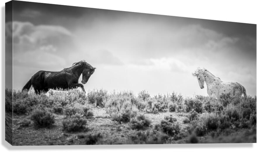 Face Off Canvas Print