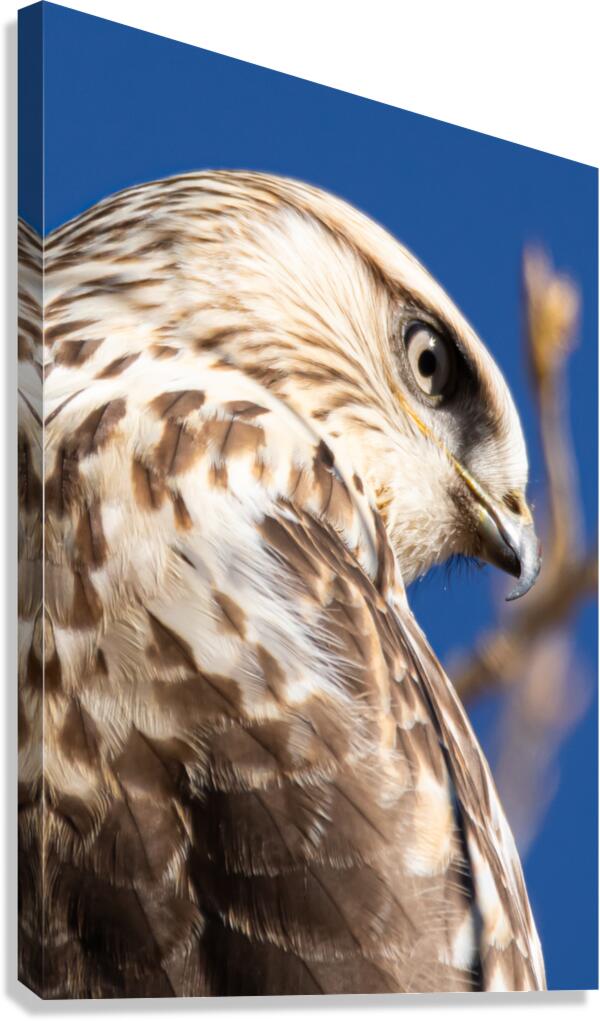 Rough Legged Hawk Canvas Print