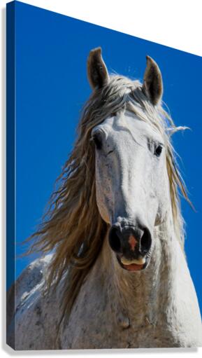 Gus Canvas Print