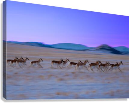 Pronghorn Canvas Print