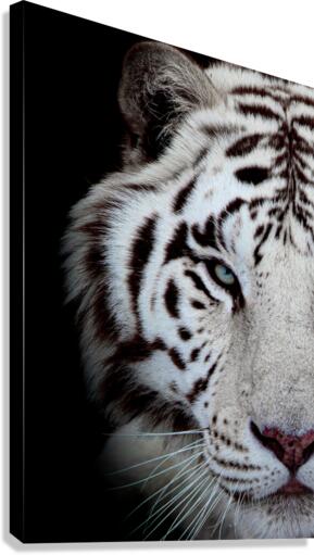Tigers Eye Canvas Print