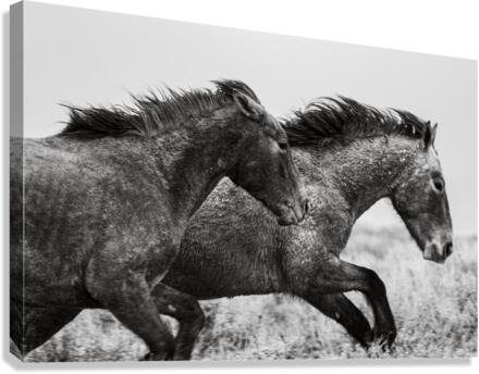 Wild Mustangs Canvas Print